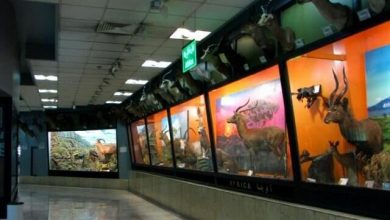 کارگروه ژنتیک باستان و تبارشناسی تشکیل شد