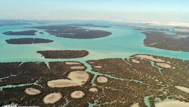 سفری متفاوت به جنگلی درون دریا و درختانی که بلور نمکی تولید می‌کنند