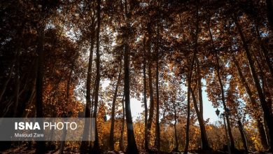 چنارهای سرخ‌پوش پهلوان‌پور